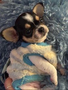 Elon 98 inbound5187023547506439705