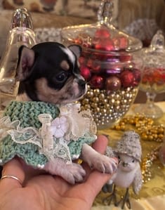 Elon 97 inbound9165658007290392060