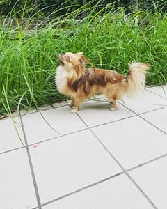 Lillo 212 04E1DD22 D325 422D ABB6 F336847A46DA