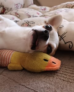 Joy 11 inbound8666813816436280810 scaled