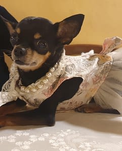 Lilla 364 5668707B BB01 4505 86BD B494F9E63BFF