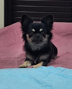 Lola (Elena PL) 428 inbound5009957939013174303