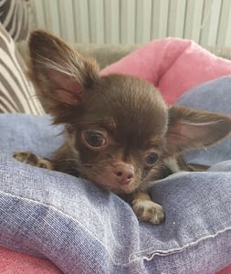 COCO KAROL LYU 325 inbound4637407299600172405