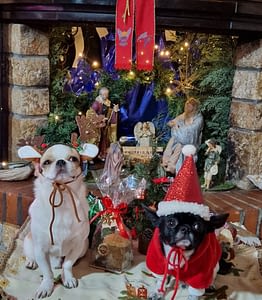 Attila e Ugo 427 inbound6159735907132374369