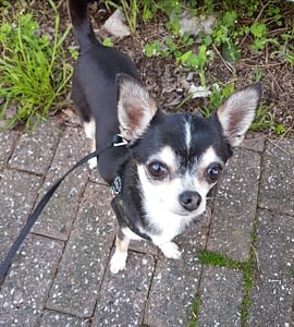 Nymphadora Tonks 88 guest 1761329011 5ffd inbound8045082696728783321 scaled