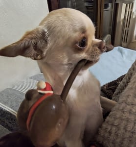 Kalinka 72 guest 1762089348 b320 inbound7962420827387123522 scaled