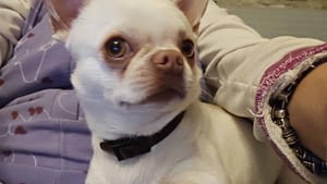 Nino 7 inbound7422800801952760739 scaled