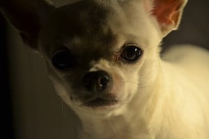 Shiro ( Pinto De Blu Del Rustico ) 283 DSC 7608