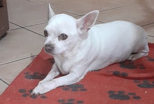 Spank 329 inbound5179997889803752785