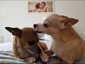 Poppi&Sandy 245 IMG 20240314 081736