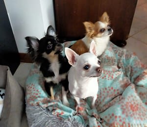 Chanel, Anna e Isabel 63 guest 1762240979 49bb inbound5700189880811928679