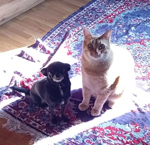 Panchito 2 inbound1172594964909608815