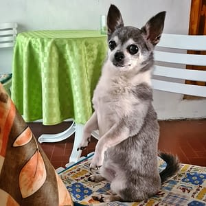 Pulce 65 guest 1762171442 8fad inbound5931731585258341200