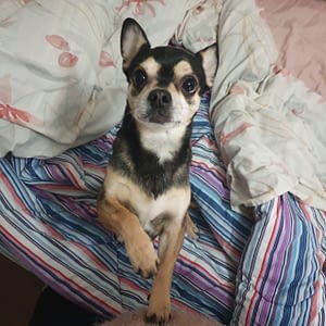 Vasco 294 inbound1483386313471112094