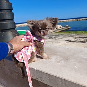 Trilly 26 inbound2036155737836748056