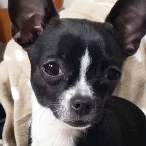 Ariel e Aron 246 inbound6611563113543479429