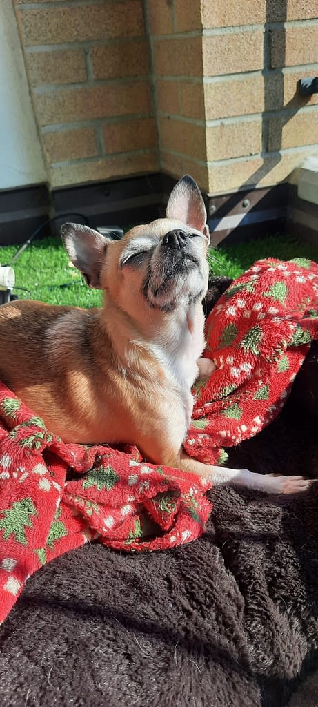 JOLENE 2 inbound2516890354723645274