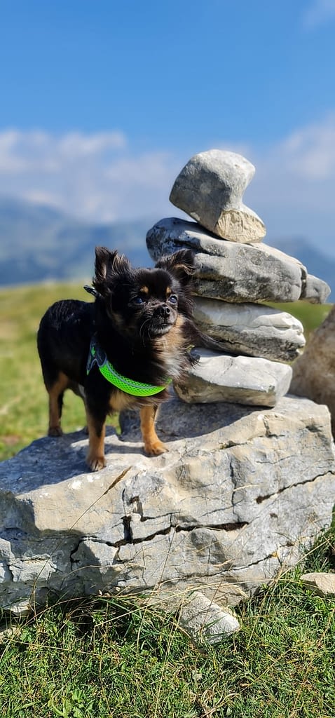 KIBA 2 inbound1663237949682916365