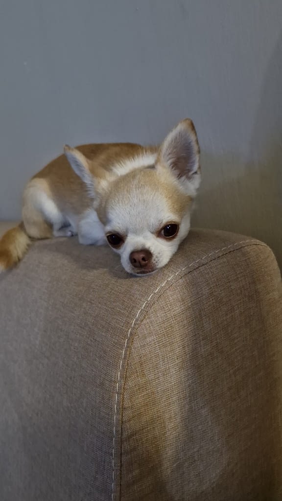 PEPE 2 IMG 20251015 WA0068 scaled