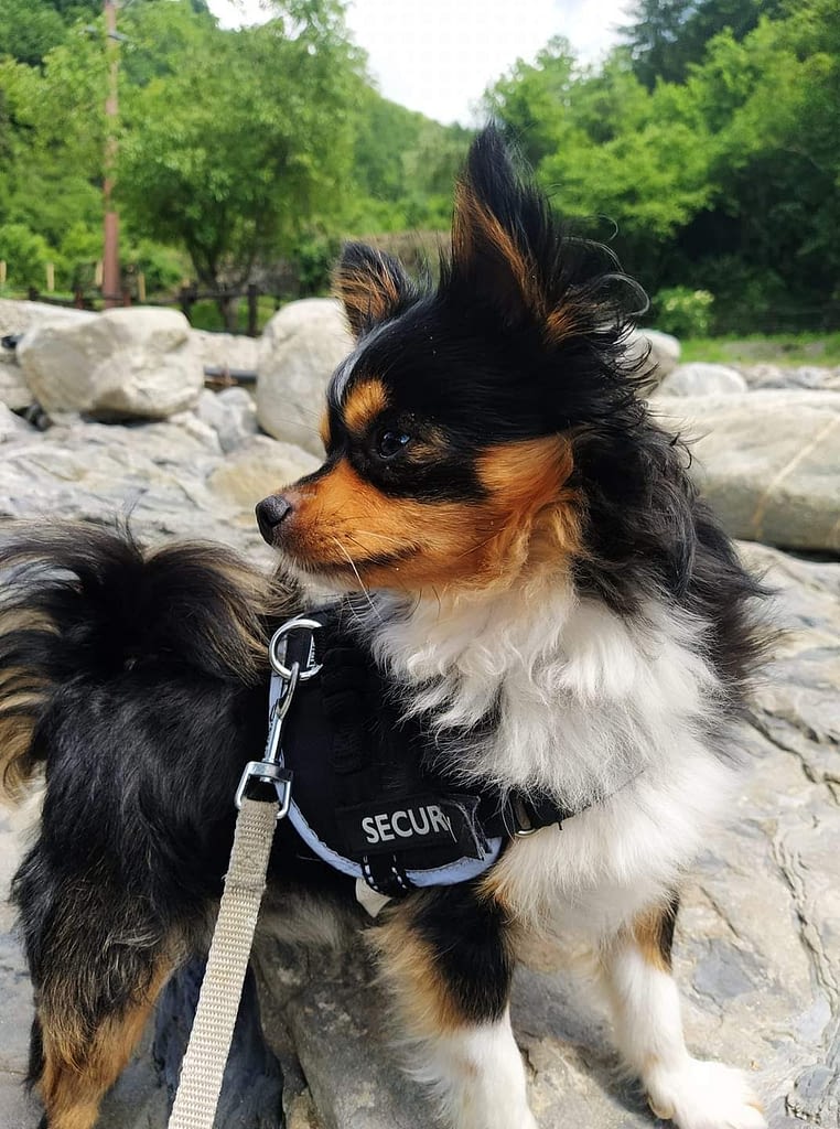 Giotto 2 inbound5153125598984183946