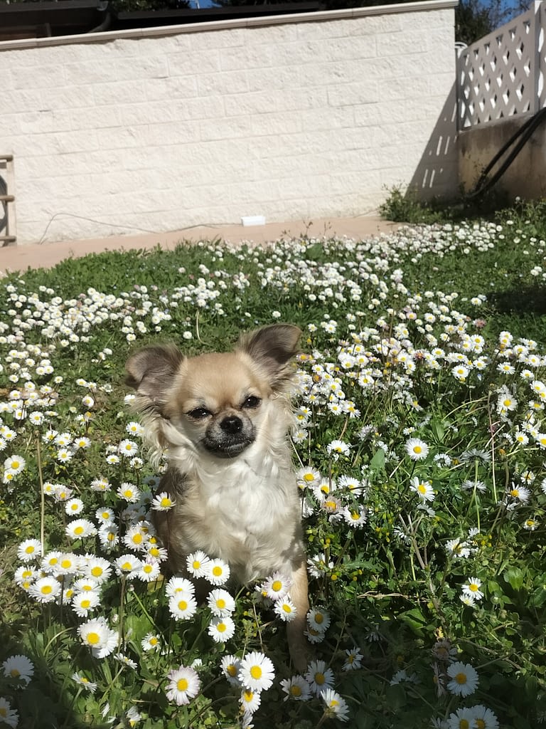 Zoe 2 inbound1290490283196557612