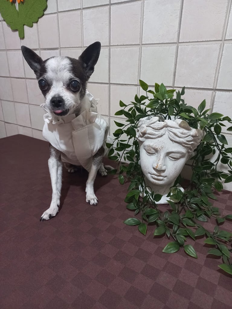 HOSHI 2 inbound4173209711303780008