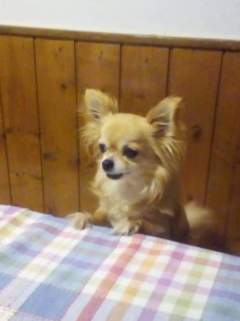 Chanel 2 inbound6684246676517583358