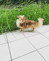 Lillo 2 04E1DD22 D325 422D ABB6 F336847A46DA