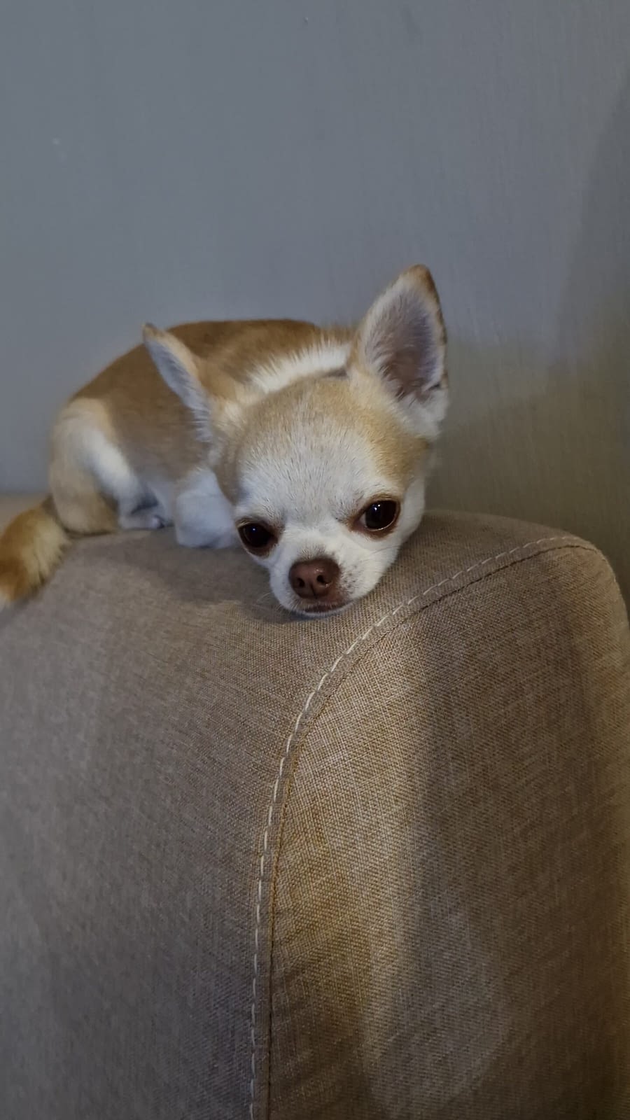 PEPE 1 IMG 20251015 WA0068 scaled