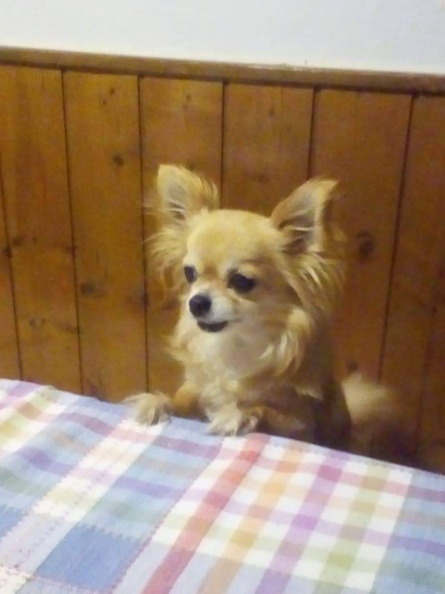 Chanel 1 inbound6684246676517583358