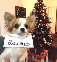 Joy 2 IMG 8028 edit 2110012646606920