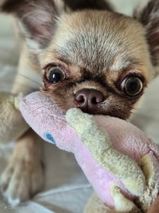 Maya 4 inbound754454778945412136 scaled