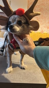 Chuky 3 6196653E 2FB1 4239 B14A 10EBB1F8BDEB