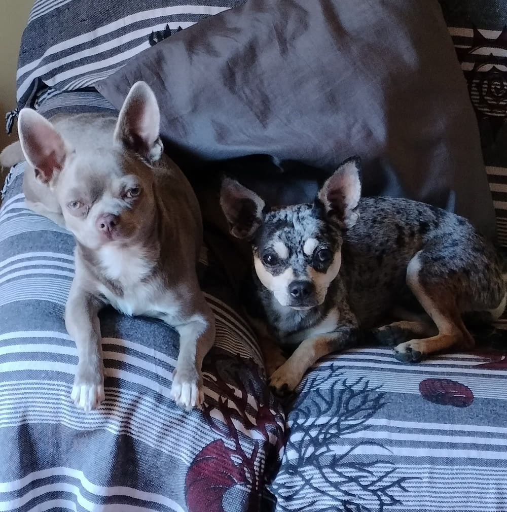 Carlo e Pepe 2 inbound8333312870587947181