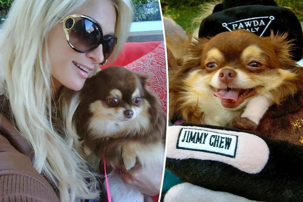 Lutto per Paris Hilton: è morta la sua chihuahua Harajuku 2 lutto per paris hilton e morta la sua chihuahua harajuku