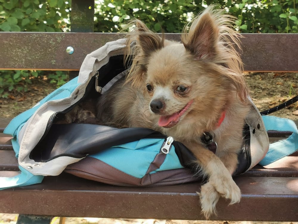 Luna 2 guest 1761327294 8321 inbound707108502036028731