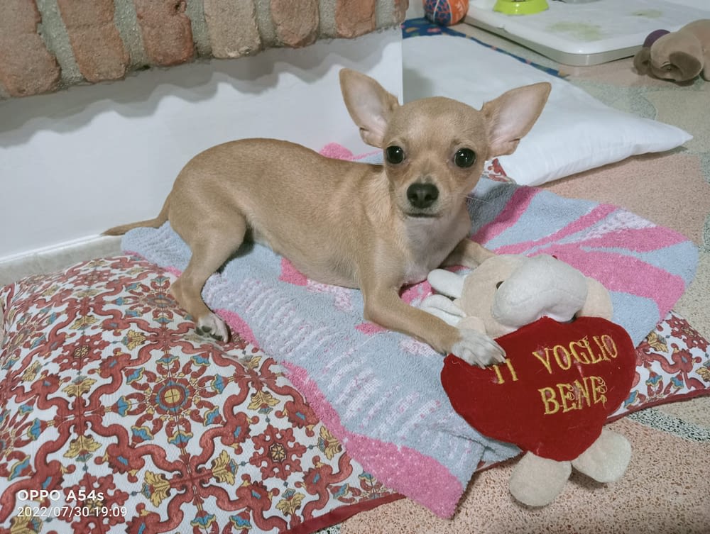 Lilly 2 IMG 20220730 WA0014