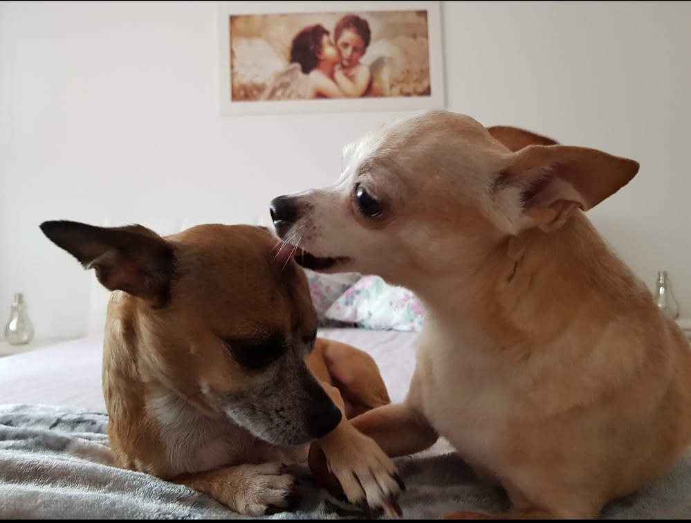 Poppi&Sandy 2 IMG 20240314 081736