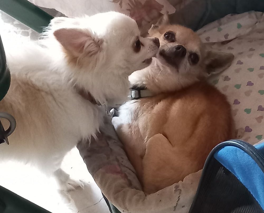 Flower è Bignè 2 inbound2734413849367299133