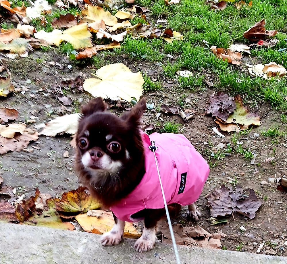 Lulu' 2 inbound3927777644535719002