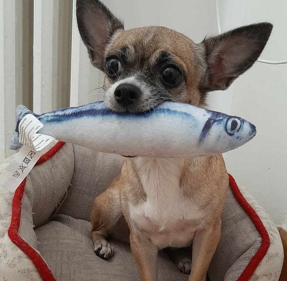 Popa 2 inbound5498996198359287883