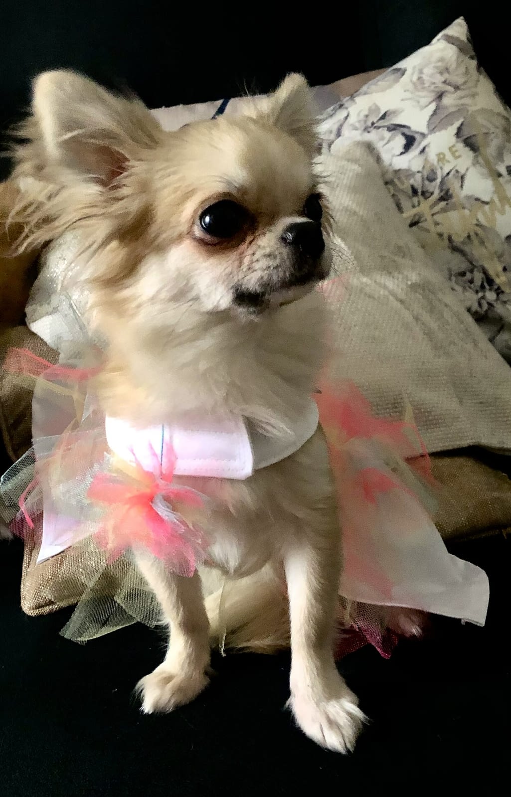 09B7CC09 6537 4144 A4F1 63CF8F083CB4