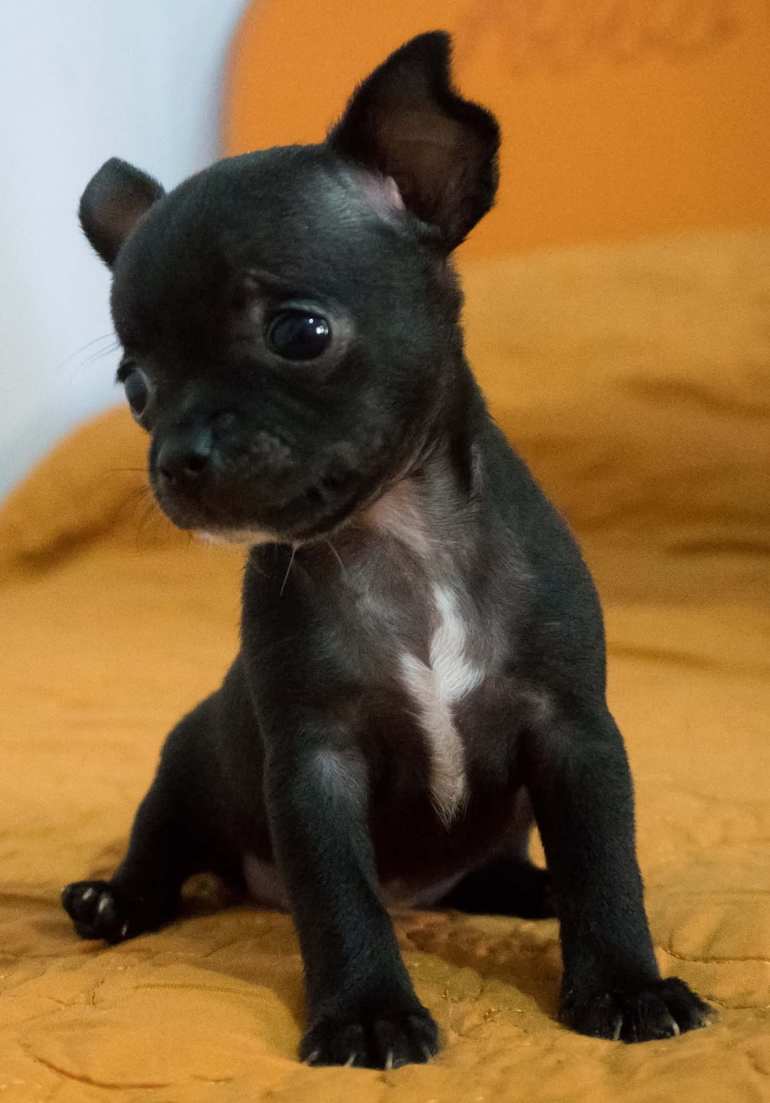 Aaron 1 Aaron scaled