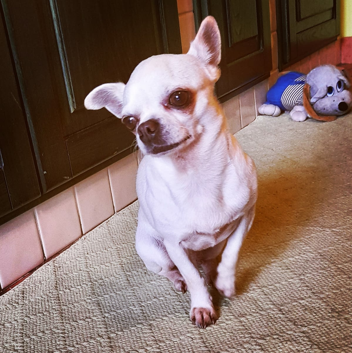 inbound8219479433827826600