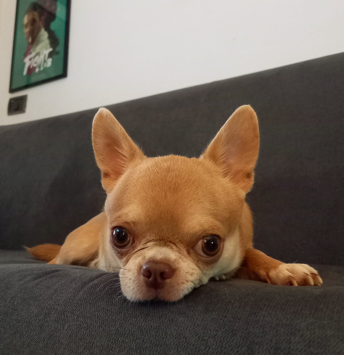 Peter 1 inbound5845212377346699564 scaled