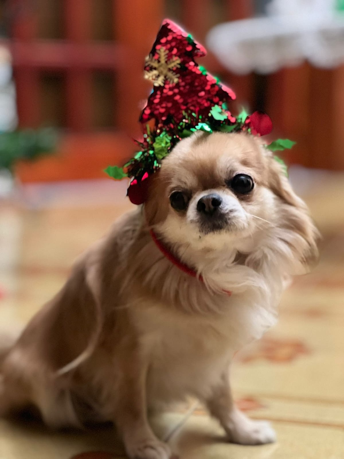 DIOR 1 IMG 20231204 WA0208