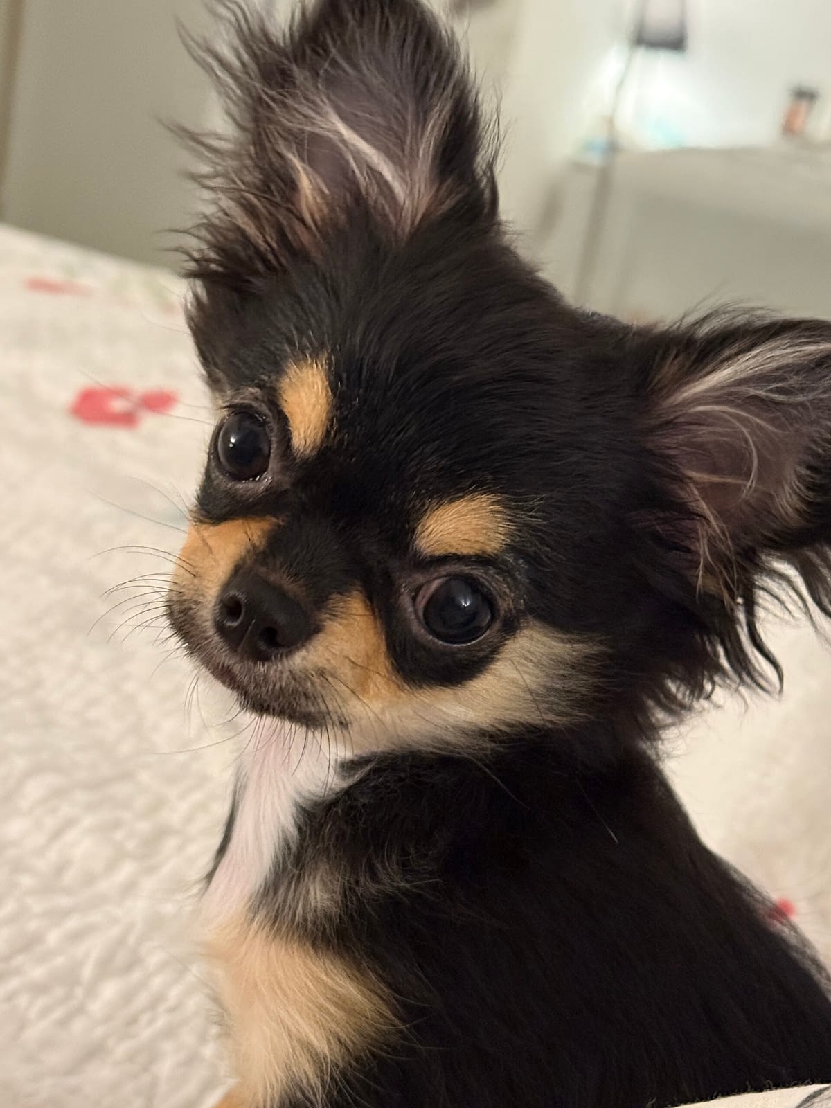 Molly 1 IMG 5987 scaled