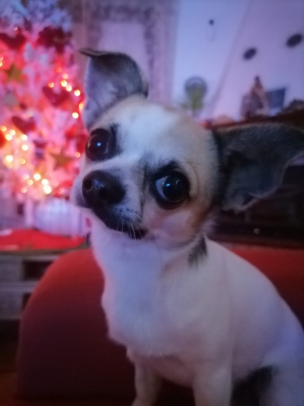 inbound4727228653333963480