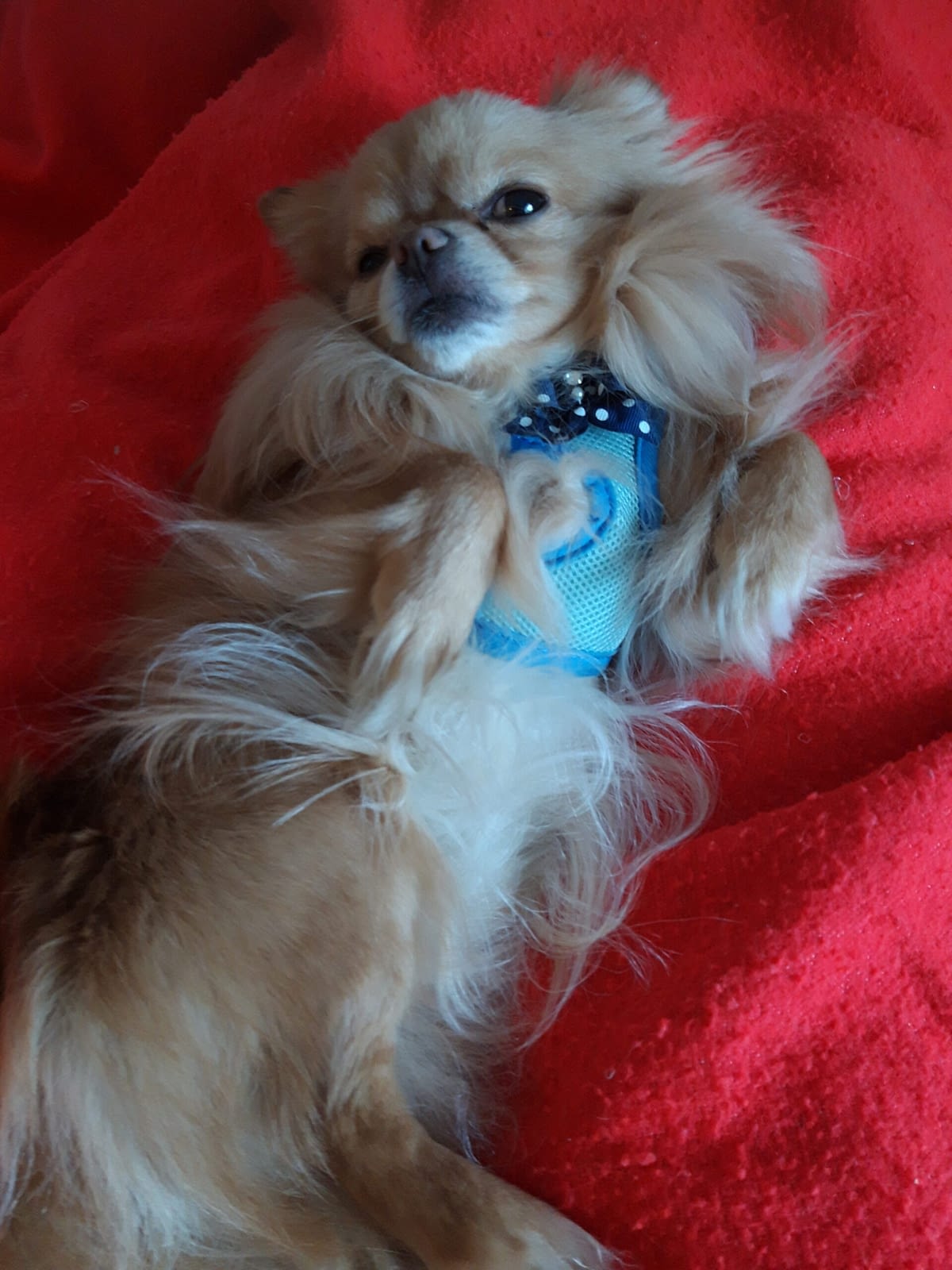 inbound7377272499876885845