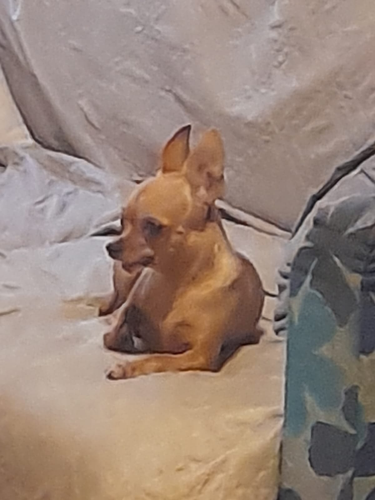 Stella 1 inbound7420029828481697681